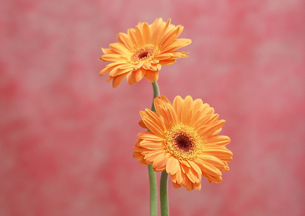 Two Orange Gerber Flowers
