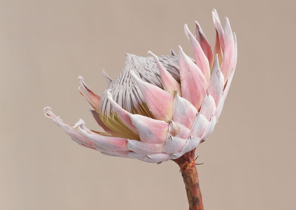 King Protea Pink (Protea Cynaroides).