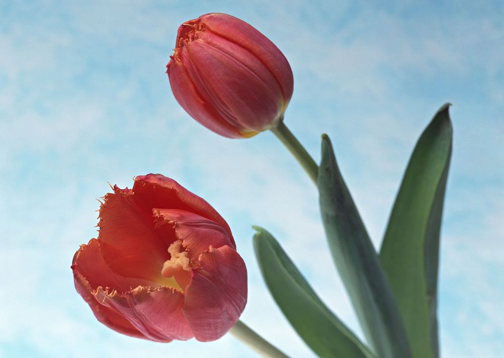 Two Red Tulip On Sky Color