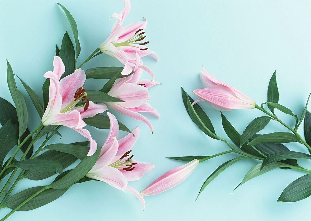 Pink Lily Flowers. Isolated On Blue Background