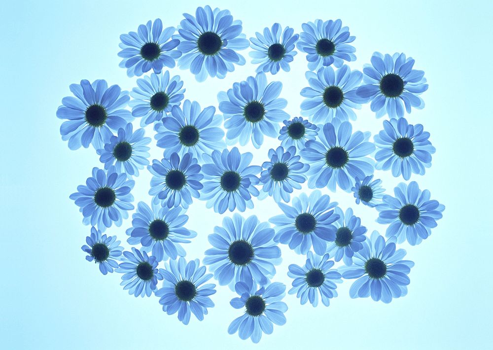 Cosmos Flower And Petals Isolated On Blue Background