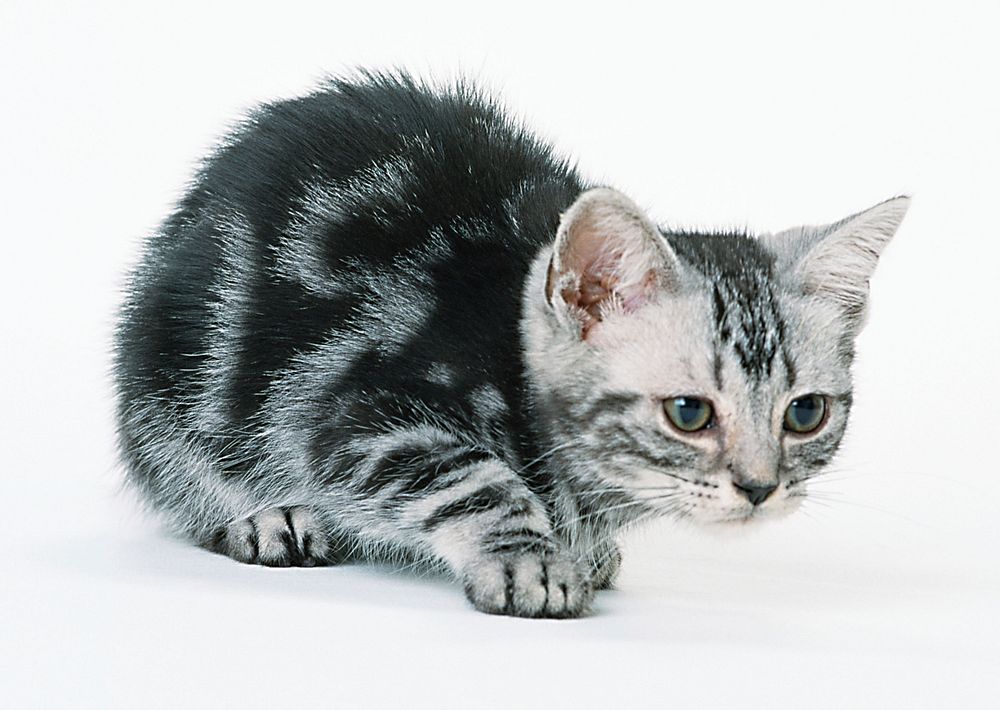 Free cute british shorthait kitten image, public domain CC0 photo.