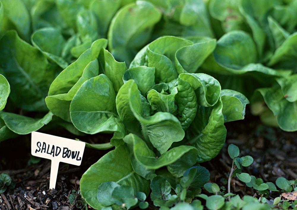 Free lettuce crops image, public domain food CC0 photo.