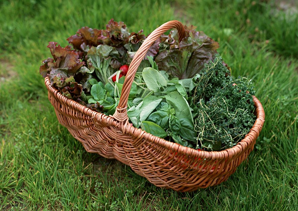Free leafy greens in basket on grass photo, public domain food CC0 image.