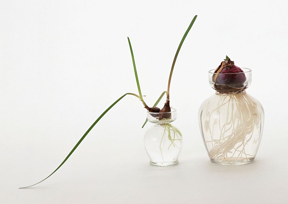 An Image Of A Bulb Of Onion In A Glass With Water