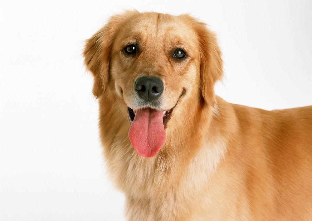 Free golden retriever dog face image, public domain animal CC0 photo.