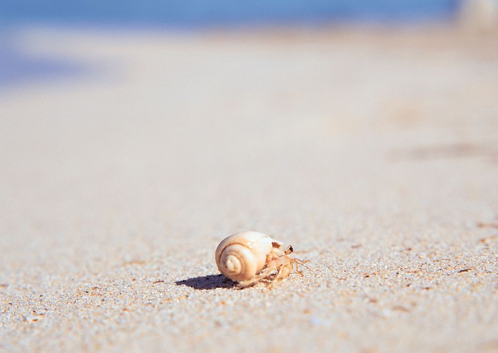 Hermit Crab