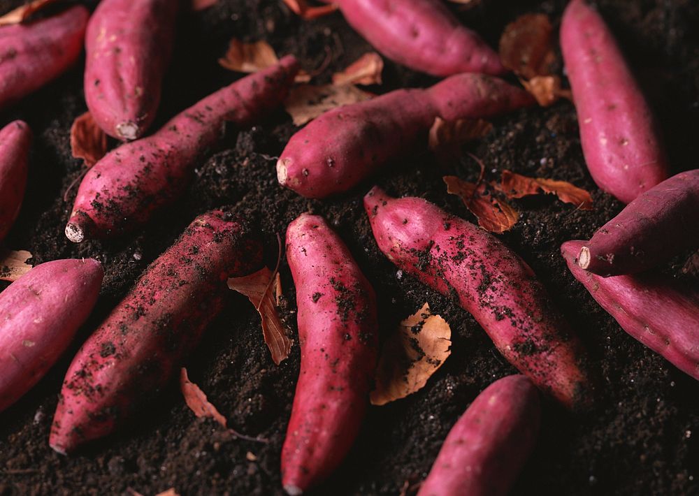 Free fresh organic sweet potatoes from soil photo, public domain vegetables CC0 image.