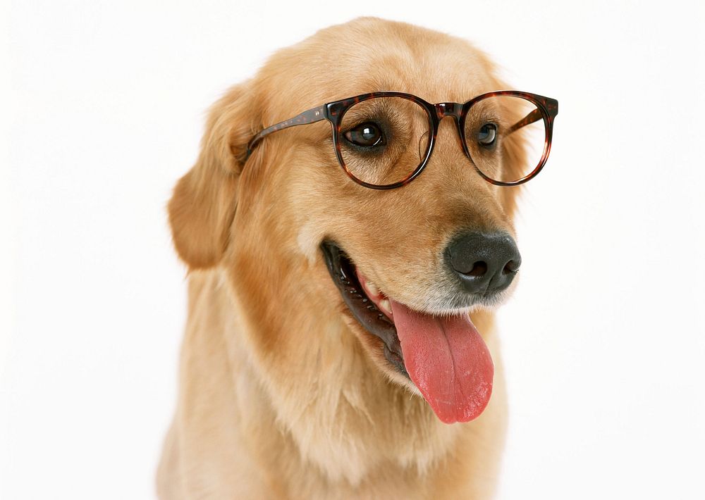 Free golden retriever dog wearing glasses image, public domain animal CC0 photo.