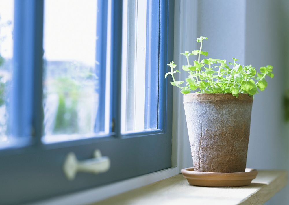 Indoor Flower On The Windowsill.Vase, Pot. Curtains, Tulle