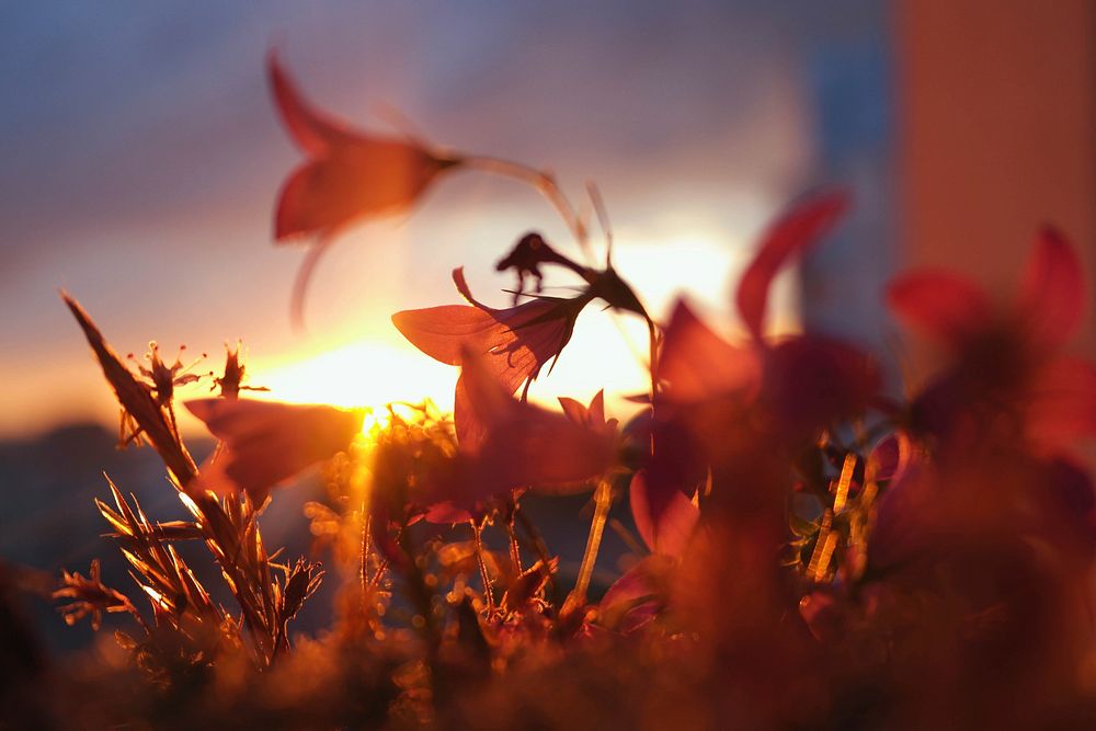 Free sunset flower image, public domain botanical CC0 photo.