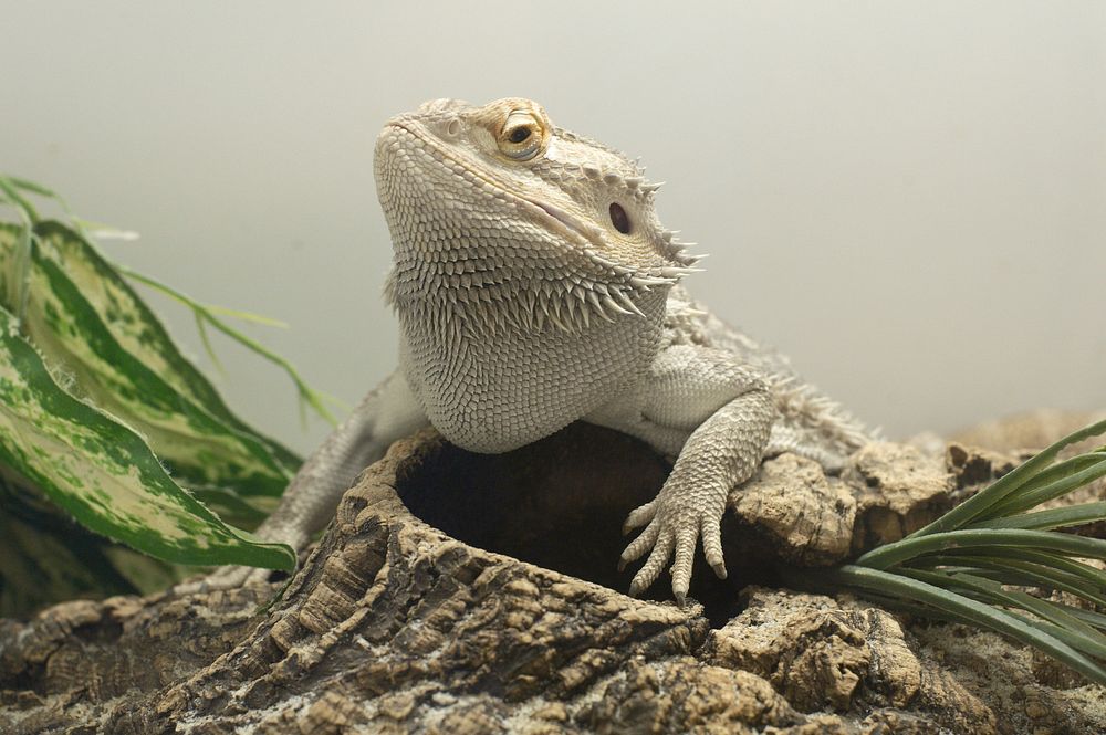 Free Iguana image, public domain reptile CC0 photo.