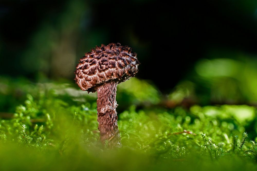 Free mushroom photo, public domain plant CC0 image.