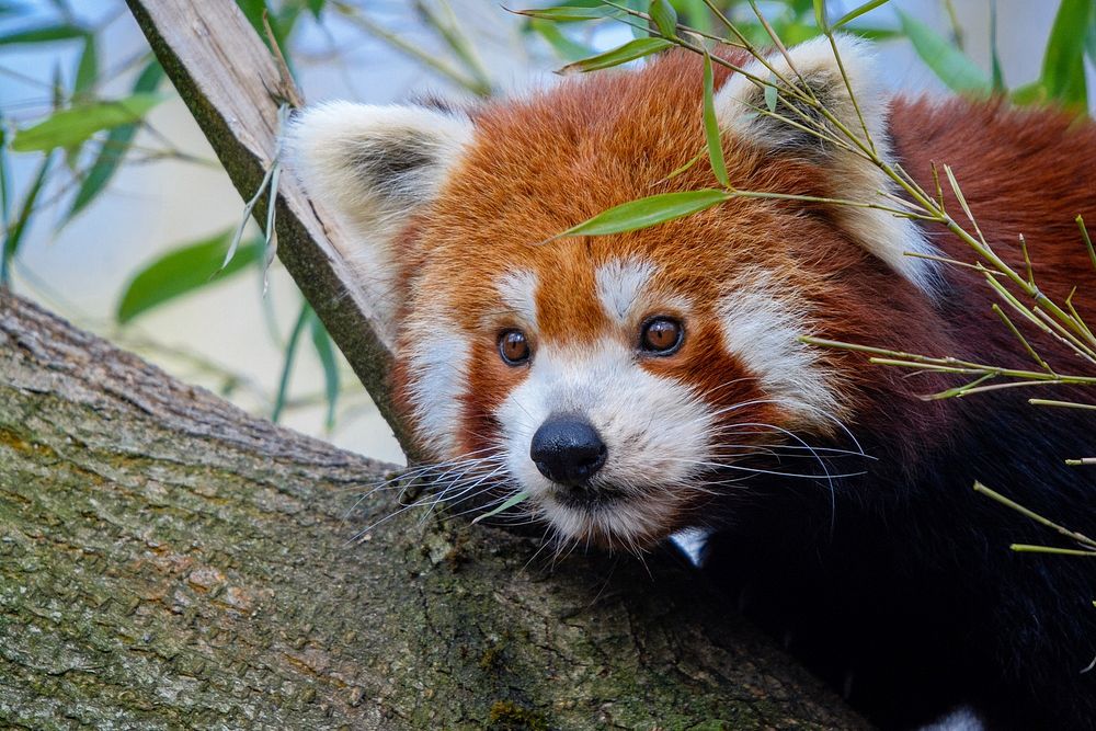 Red panda walking on a stump image, free public domain CC0 photo.