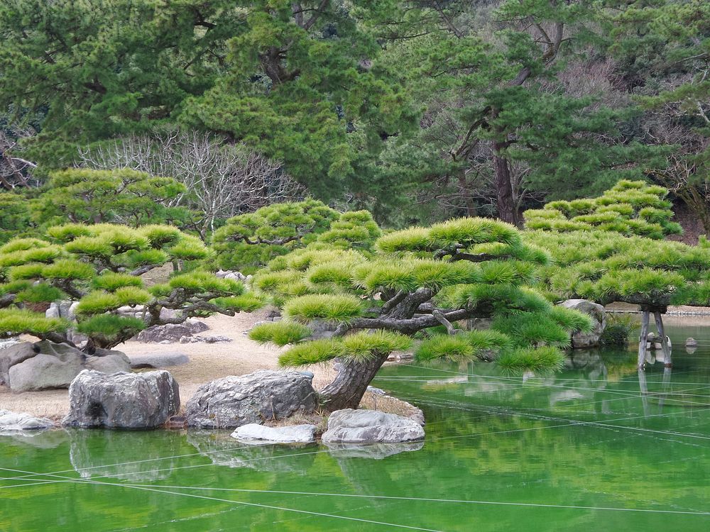 Free Japanese pond & garden image, public domain nature CC0 photo.