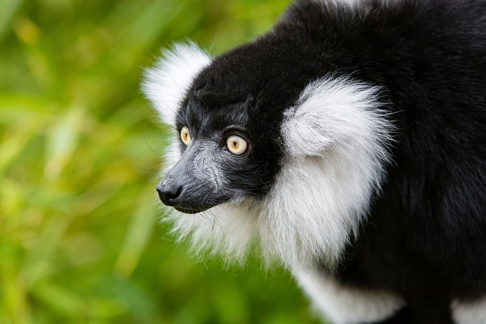 Black And White Ruffed Lemur