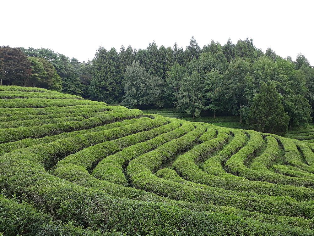 Free Boseong green tea field public domain CC0 photo.