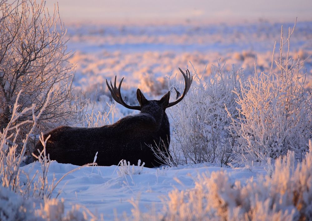 Moose At Seedskadee National Wildlife Refuge
