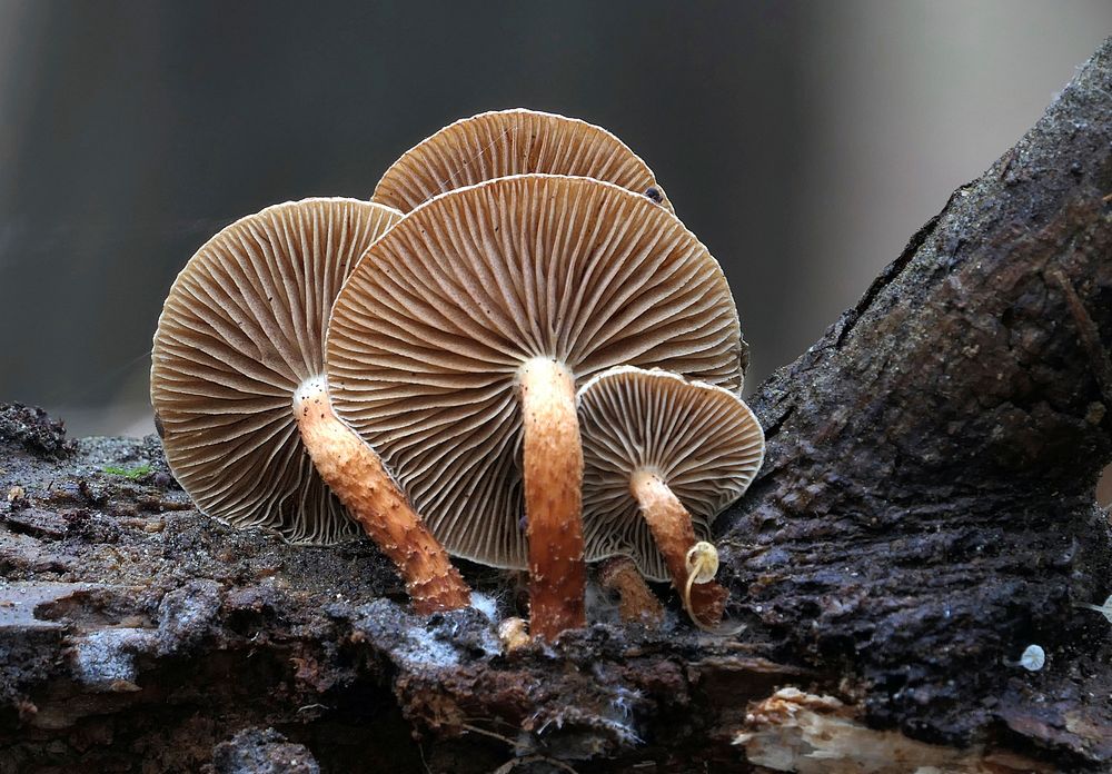 Free mushroom photo, public domain plant CC0 image.