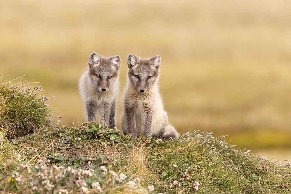 Free cute Arctic baby foxes image, public domain CC0 photo.