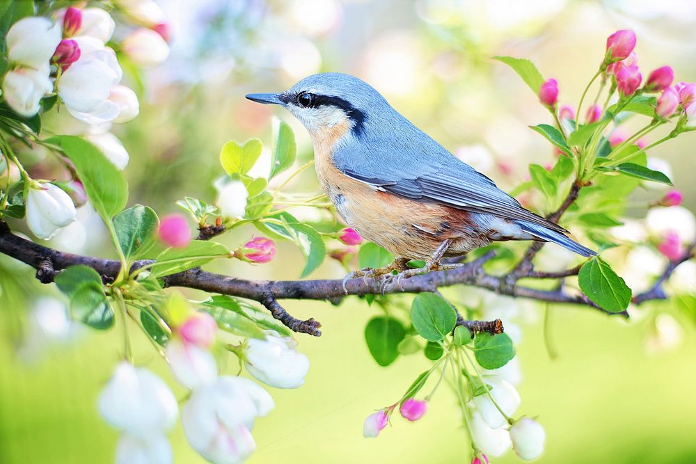 Free blue bird on a tree during spring image, public domain CC0 photo.