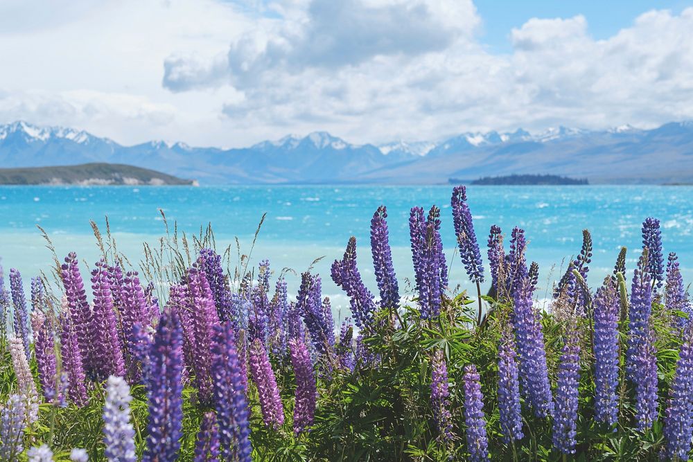 Free lavender image, public domain spring CC0 photo.