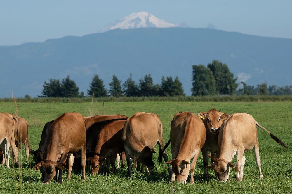 Cows Graze In A Pasture