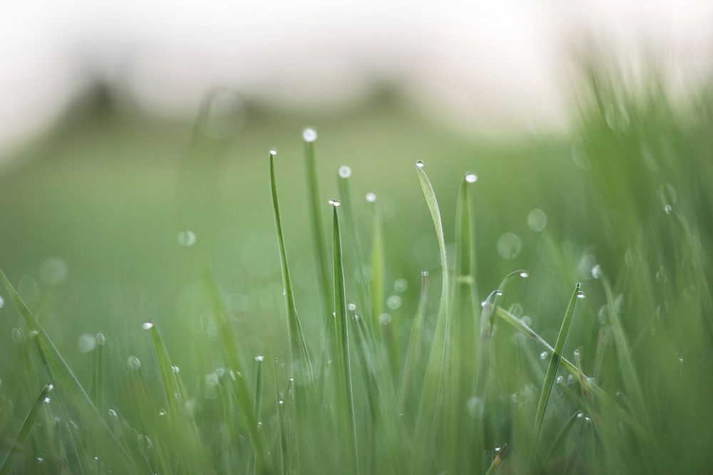 Free wet grass bokeh image, public domain plant CC0 photo.