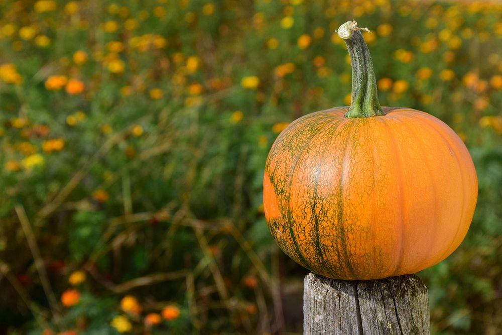 Free closeup on orange pumpkin with grass field background, public domain CC0 photo.
