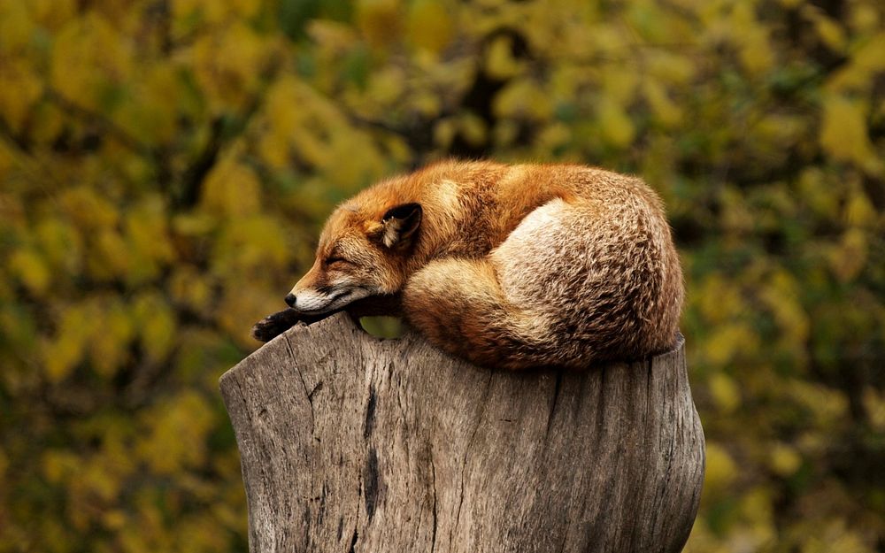 Free little fox sleeping on log photo, public domain animal CC0 image.