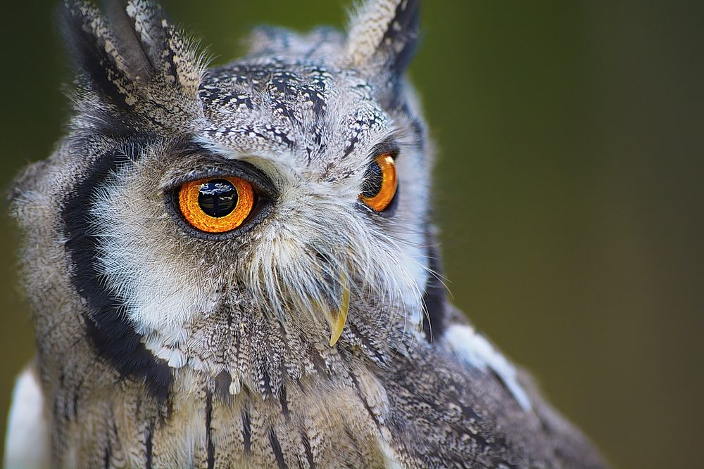 Free great grey owl close up portrait photo, public domain animal CC0 image.