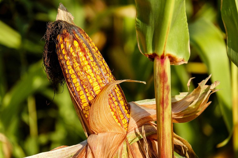 Free dried corn cob on stem photo, public domain vegetables CC0 image.