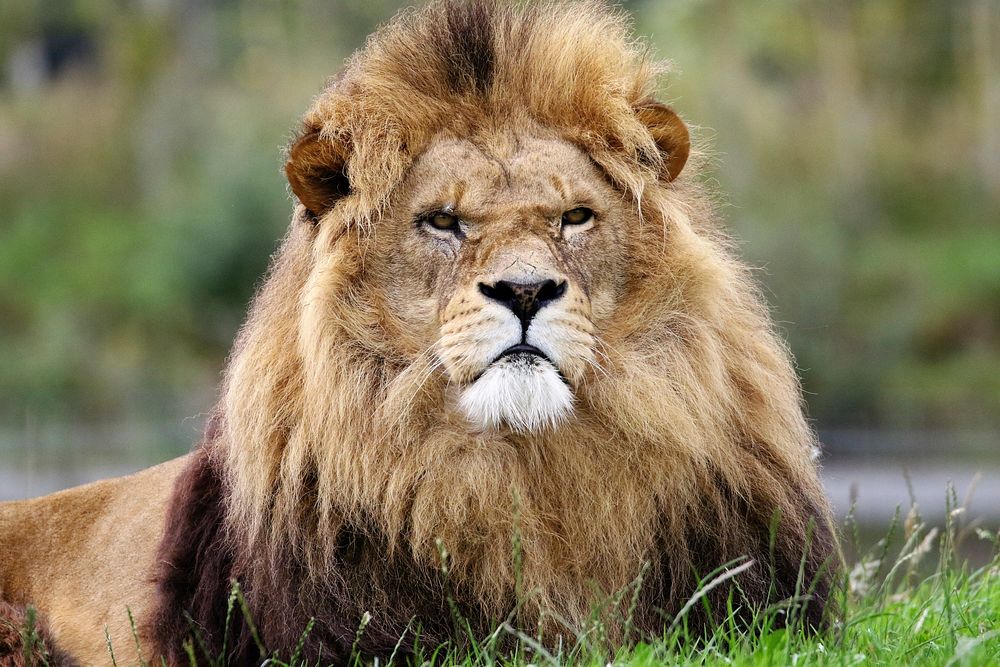 Free grumpy lion, wildlife image, public domain CC0 photo.