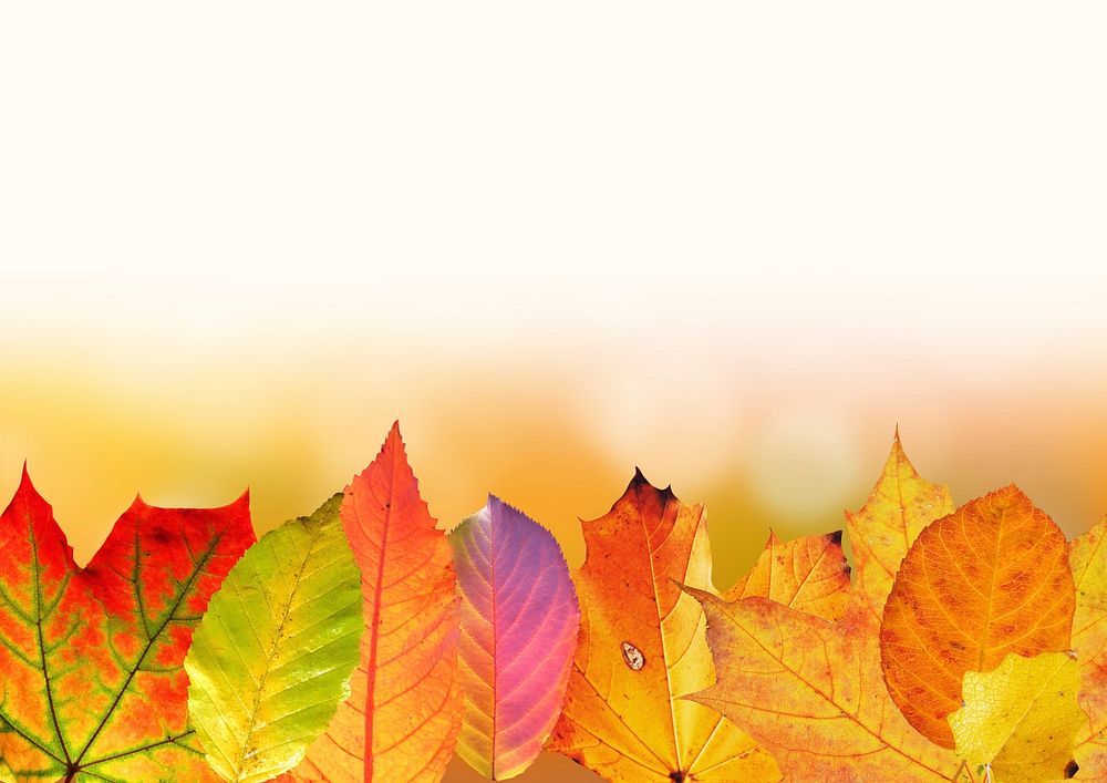 Free autumn foliage border background photo, public domain nature CC0 image.