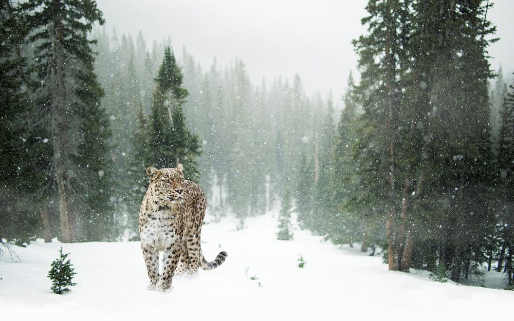 Free leopard in snow image, public domain wild animal CC0 photo.