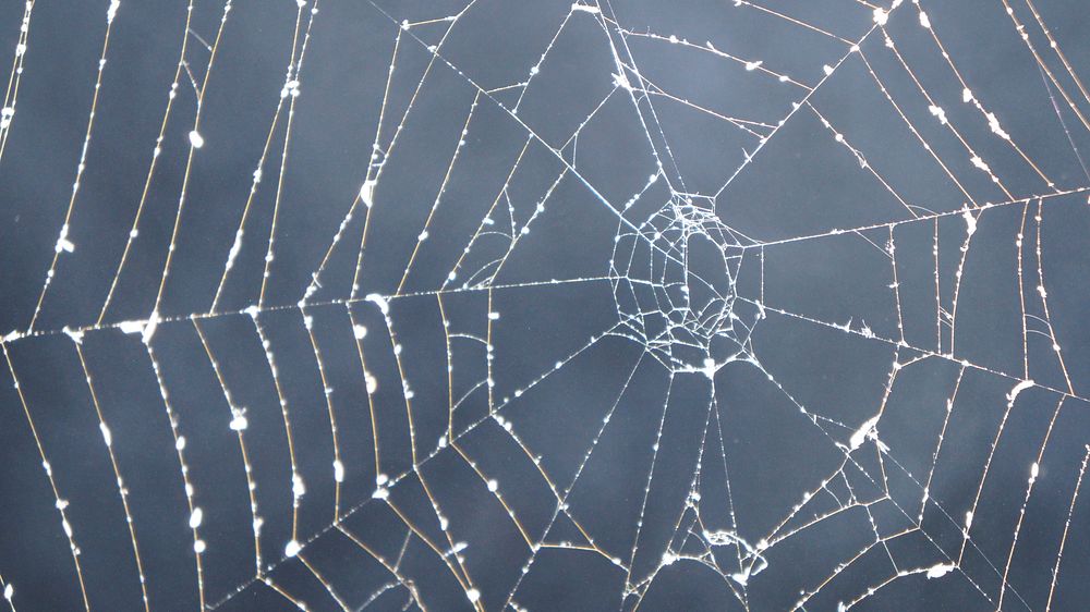 Free spider web closeup image, public domain CC0 photo.