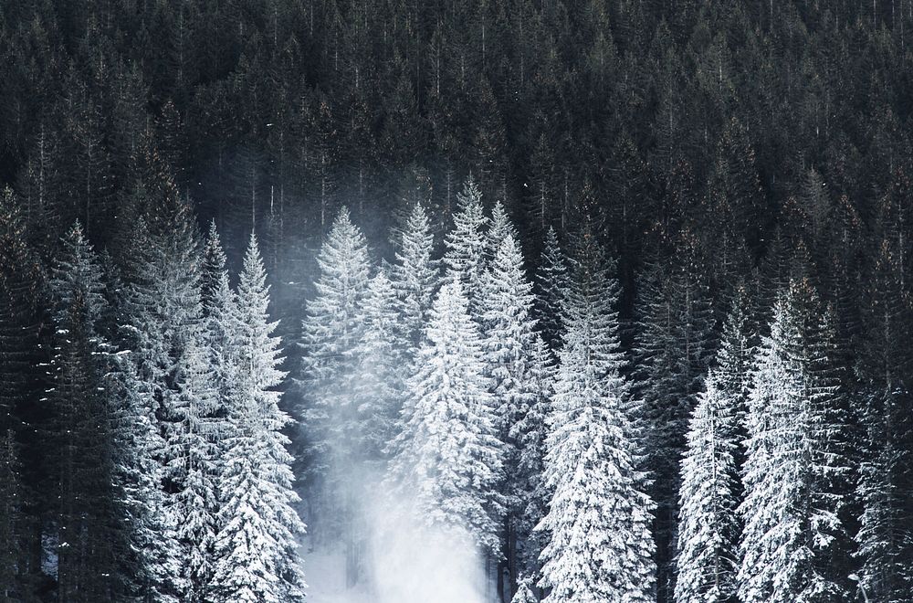 Free trees covered in snow image, public domain winter CC0 photo.