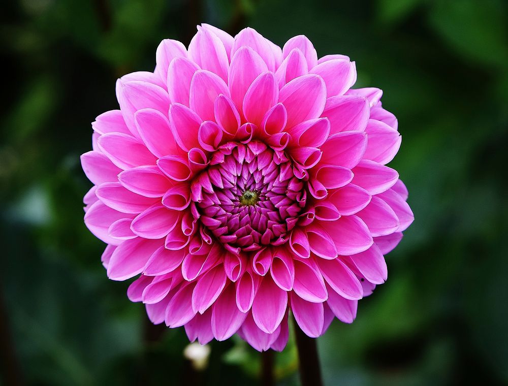 Free pink dahlia image, public domain flower CC0 photo.