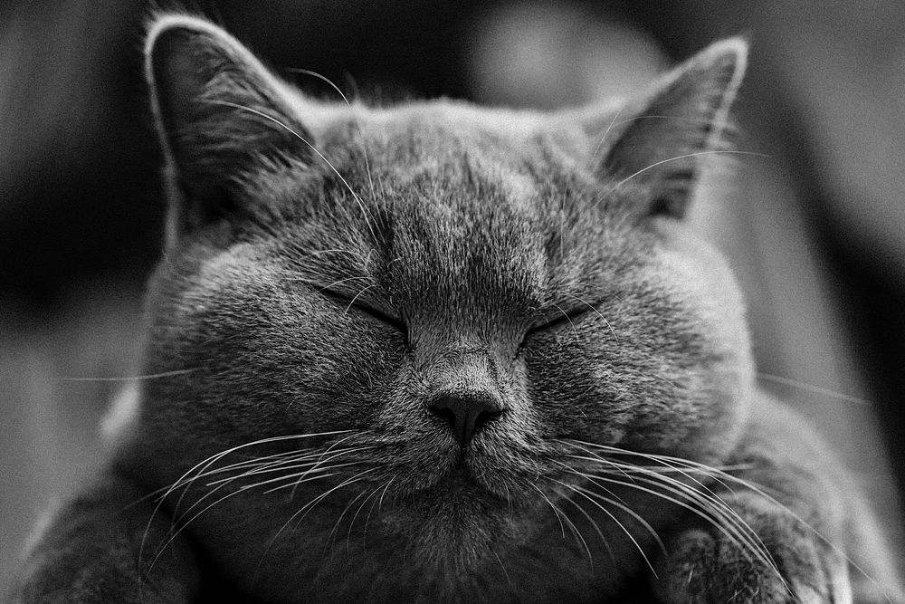 Free Chartreux cat asleep image, public domain CC0 photo.