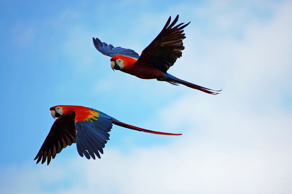 Free two parrots flying in blue sky portrait photo, public domain animal CC0 image.