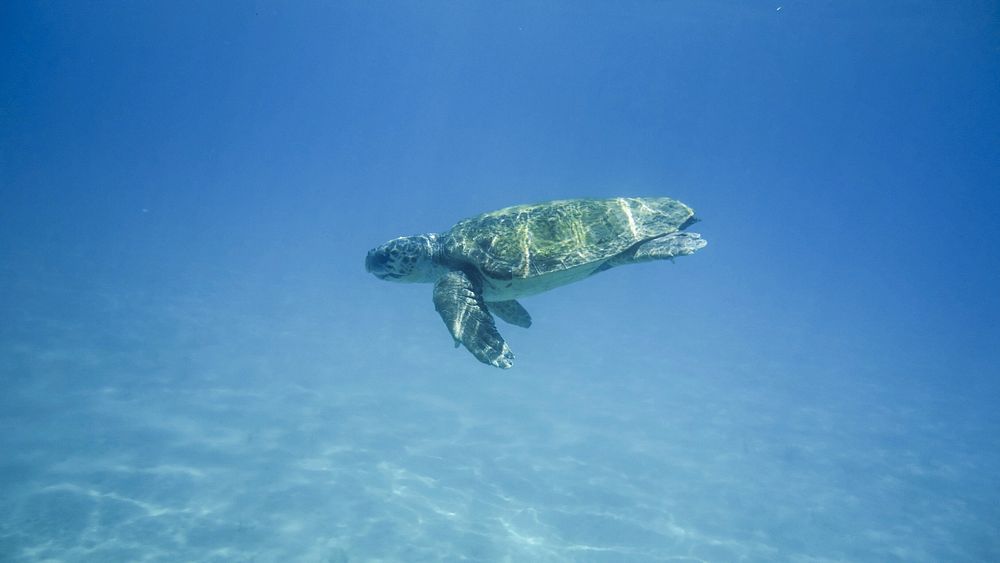 Free sea turtle image, public domain animal CC0 photo.