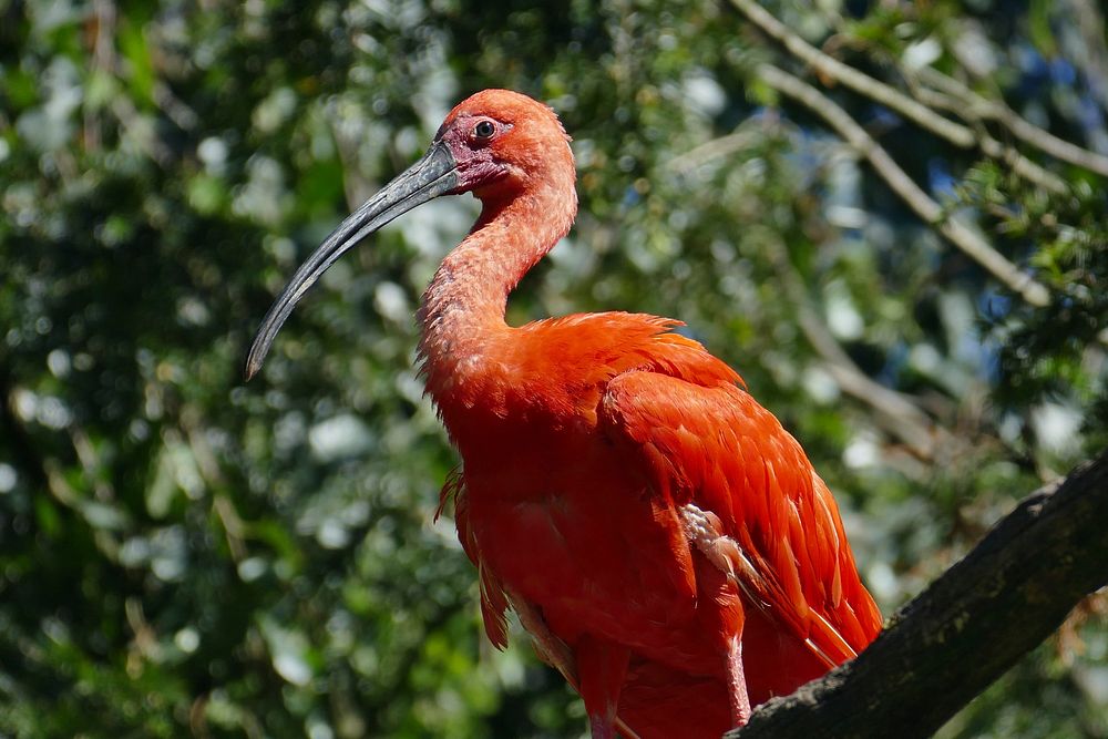 Free scarlet ibis in nature background photo, public domain animal CC0 image.