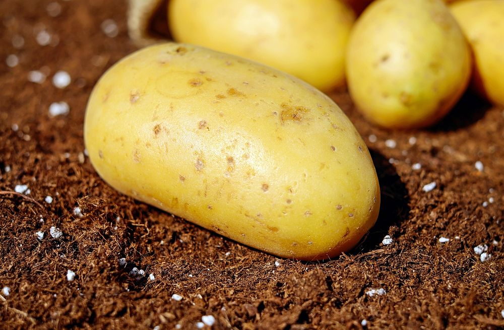 Free closeup on raw potato on ground image, public domain CC0 photo.