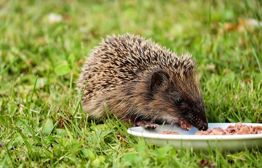 Free hedgehog image, public domain pet CC0 photo.