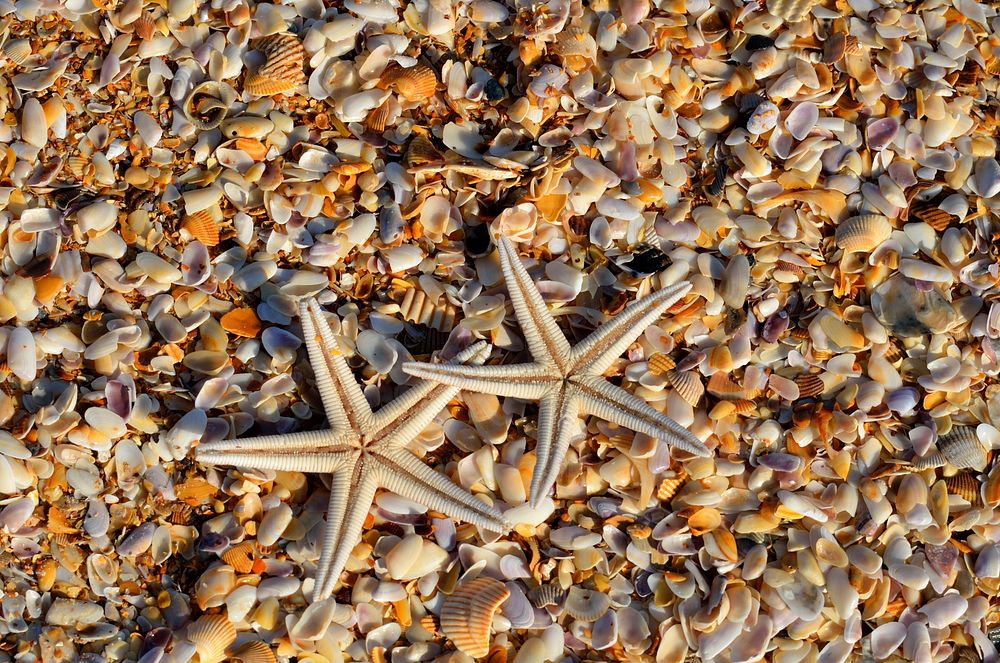 Free starfishes skeletons image, public domain animal CC0 photo.