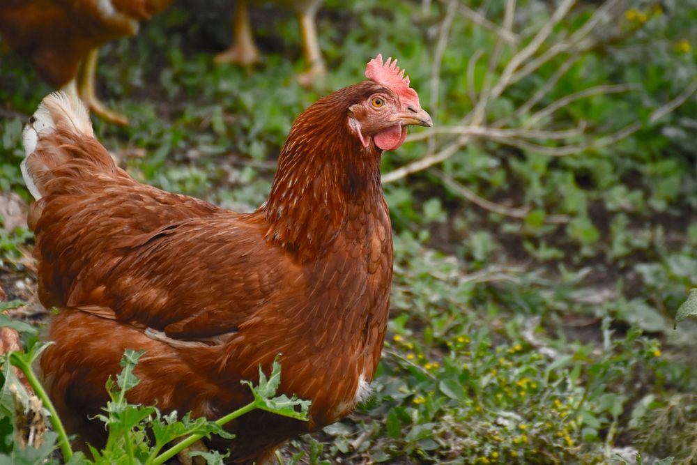 Free chicken image, public domain animal CC0 photo.