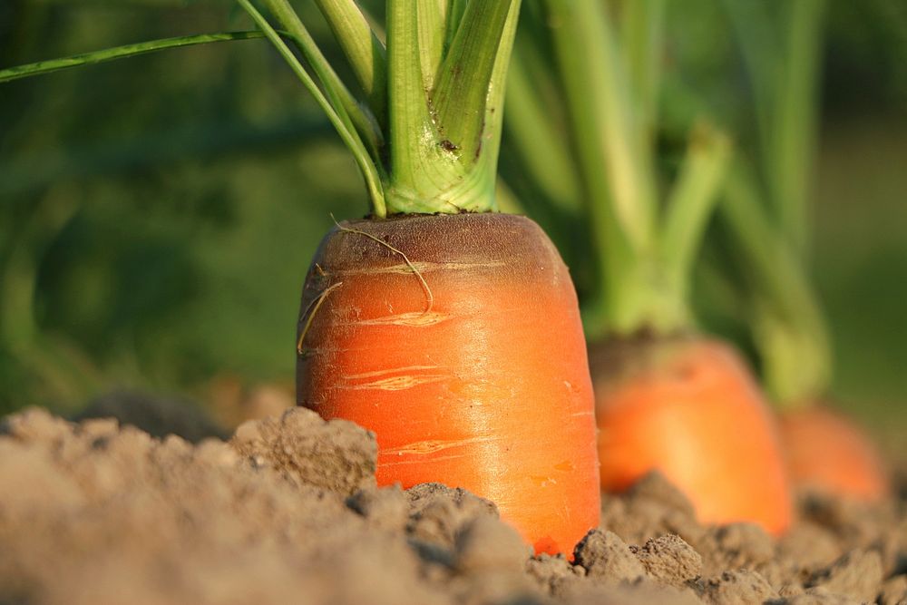Free carrot growing in soil close up photo, public domain vegetable CC0 image.