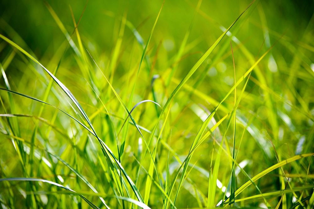 Green grass background, free public domain CC0 image.