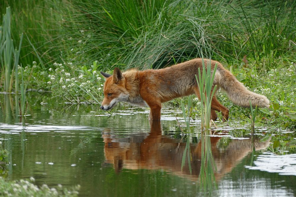 Free red fox drinking water image, public domain animal CC0 photo.