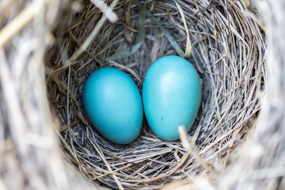 Free blue eggs image, public domain robin bird CC0 photo.